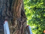 Szerszenie w korze drzewa - ul. Chrobrego